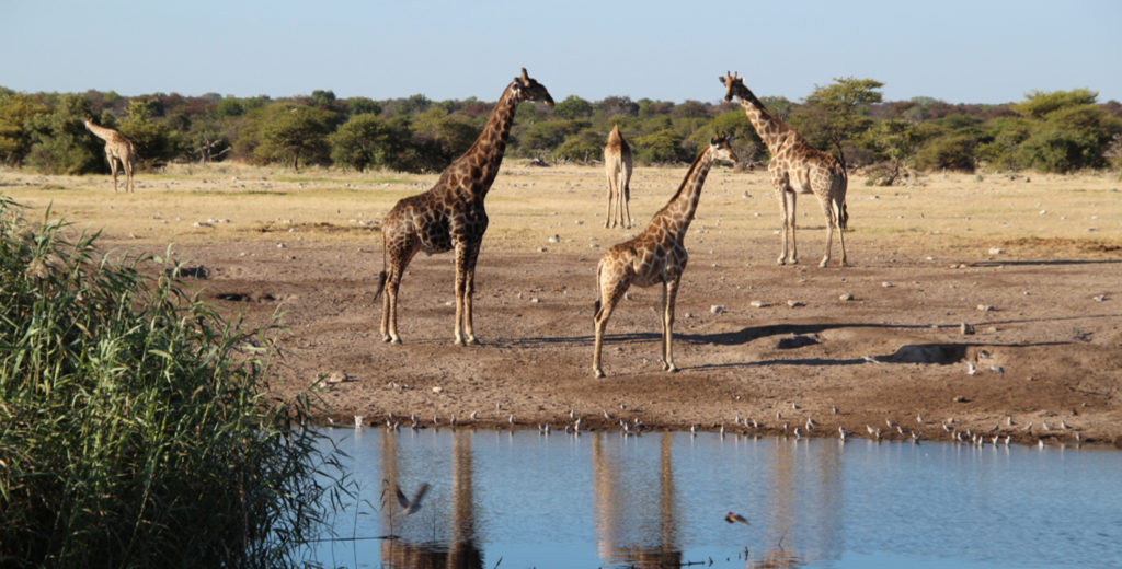 Top Incentive Namibia