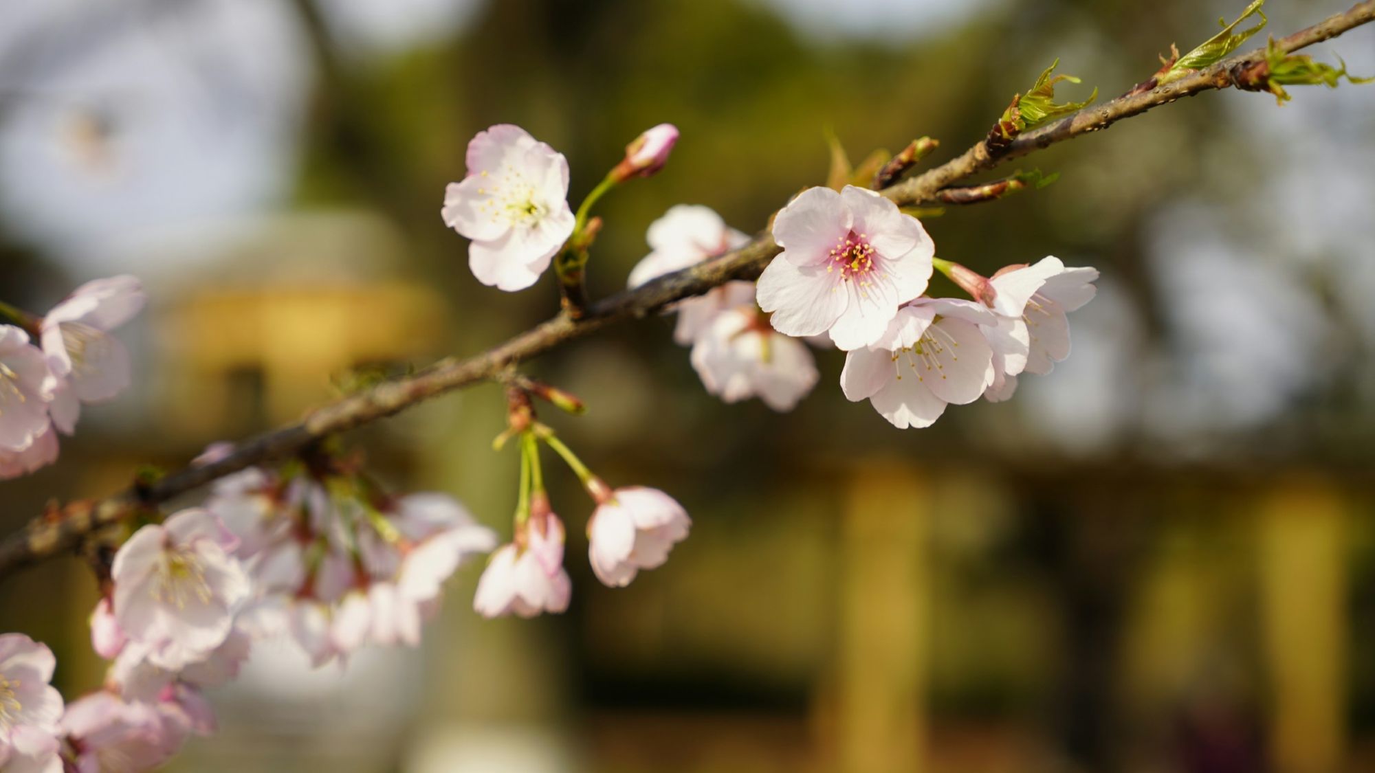 Kirschblüten